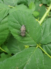 Poecilonota