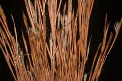 Schizachyrium condensatum