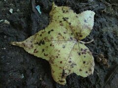 Pseudocercospora