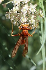 Polistes kaibabensis