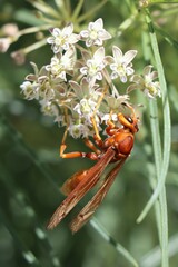 Polistes kaibabensis