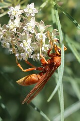 Polistes kaibabensis