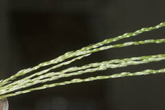 Digitaria eriostachya