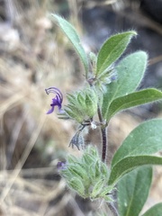 Trichostema oblongum