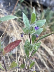 Trichostema oblongum