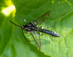 Synanthedon exitiosa