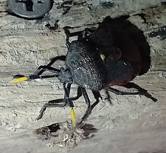 Dinidor impicticollis