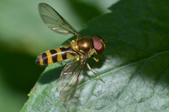 Meliscaeva cinctella