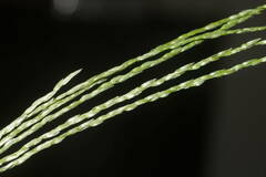 Digitaria eriostachya