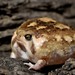 Bushveld Rain Frog - Photo (c) Joubert Heymans, some rights reserved (CC BY-NC-ND), uploaded by Joubert Heymans