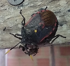 Dinidor impicticollis