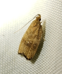 Psilocorsis cryptolechiella