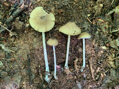 Entoloma praecipuum