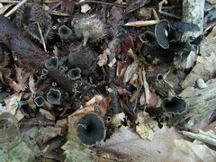 Craterellus venosus
