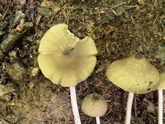 Entoloma praecipuum