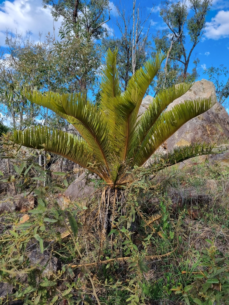 Cycas terryana 'Silver' (Broadsound Sago)