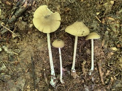 Entoloma praecipuum