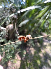 Ophiocordyceps camponoti-floridani