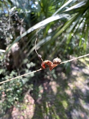 Ophiocordyceps camponoti-floridani