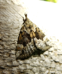 Hypena palparia