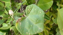 Kedrostis nana