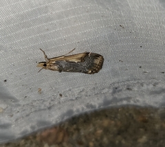 Loxostege albiceralis