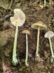 Entoloma praecipuum