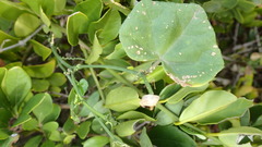 Kedrostis nana