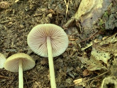 Entoloma praecipuum