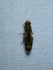 Opomyza petrei