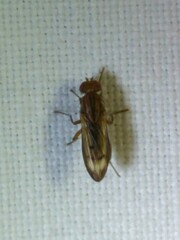 Opomyza petrei