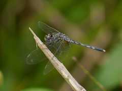 Diplacodes deminuta