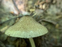 Entoloma praecipuum