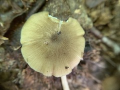 Entoloma praecipuum