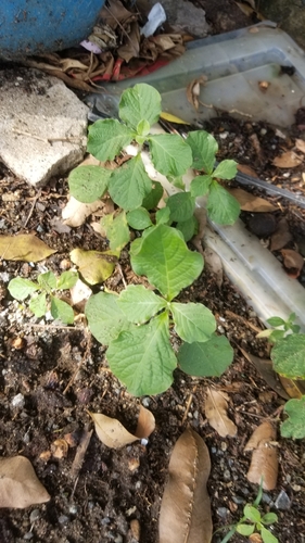 Achyranthes aspera iNat (3)
