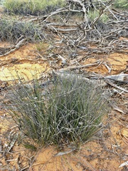 Schoenus subaphyllus