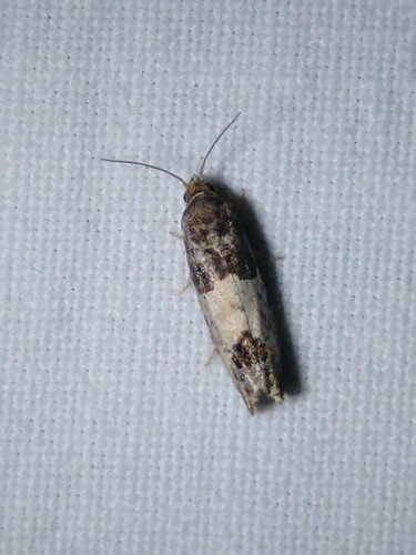Eye-spotted Bud Moth, 9351 Leek, Nederland, photo 8 of 10