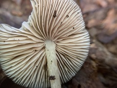 Entoloma praecipuum
