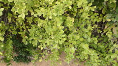 Maytenus procumbens