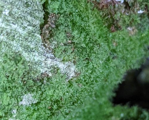 Image of Vittaria appalachiana by (c) Alison Northup, some rights reserved (CC BY)