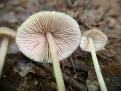 Entoloma praecipuum