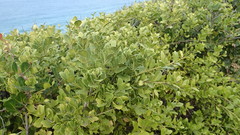 Maytenus procumbens