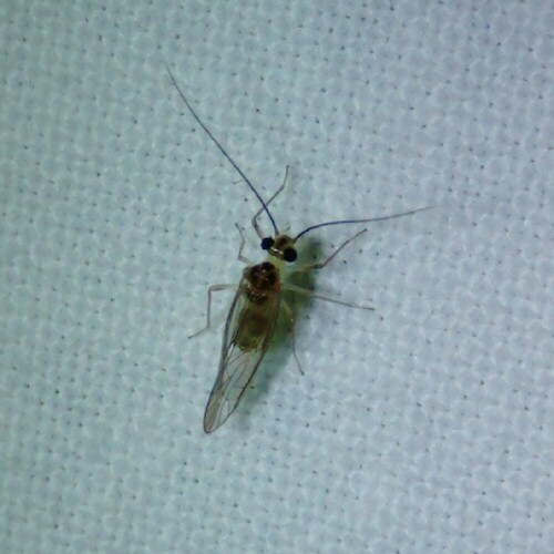 Stenopsocus immaculatus, 9351 Leek, Nederland, photo 5 of 10