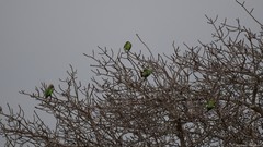 Poicephalus cryptoxanthus cryptoxanthus