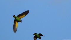 Poicephalus cryptoxanthus cryptoxanthus