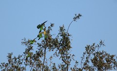 Poicephalus cryptoxanthus cryptoxanthus