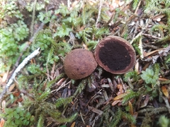 Elaphomyces granulatus