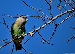 Poicephalus cryptoxanthus cryptoxanthus