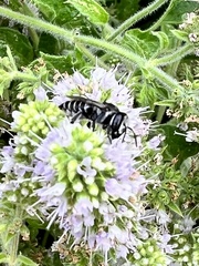 Megachile apicalis