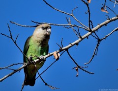 Poicephalus cryptoxanthus cryptoxanthus
